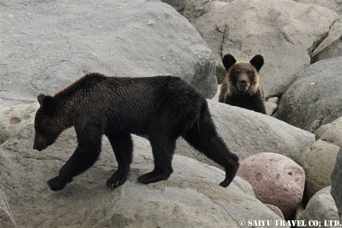 知床半島のヒグマ　Ezo-Brownbear Shiretoko 親子ヒグマ (2)