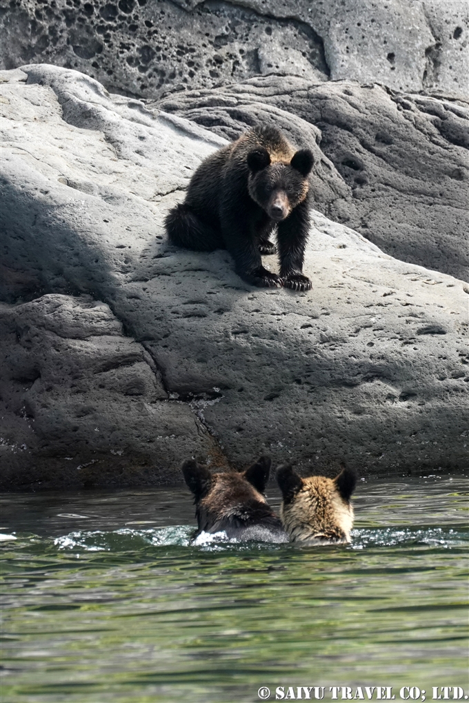 知床半島　ヒグマの親子　カラフトマスを狙う　Shiretoko Brwonbear (5)