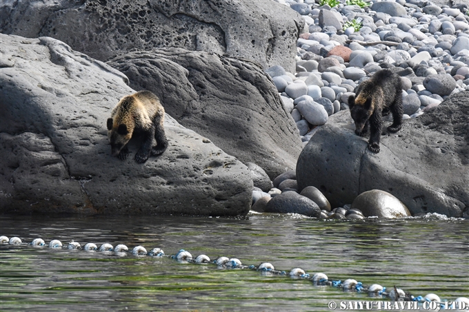 知床半島　ヒグマの親子　カラフトマスを狙う　Shiretoko Brwonbear (9)