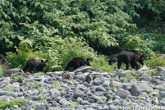 知床半島　ヒグマの親子　カラフトマスを狙う　Shiretoko Brwonbear (7)