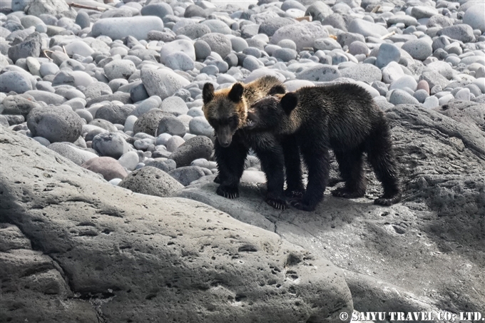 知床半島　ヒグマの親子　カラフトマスを狙う　Shiretoko Brwonbear (1)