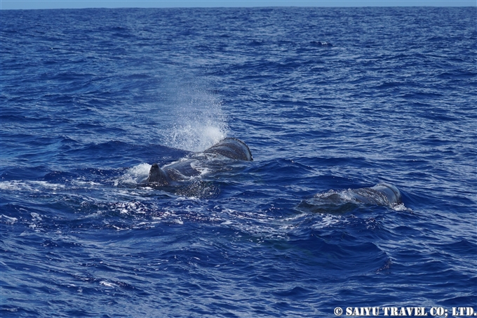 小笠原　マッコウクジラ　Ogasawara Bonin Island Sperm Whale mother and calf (1)