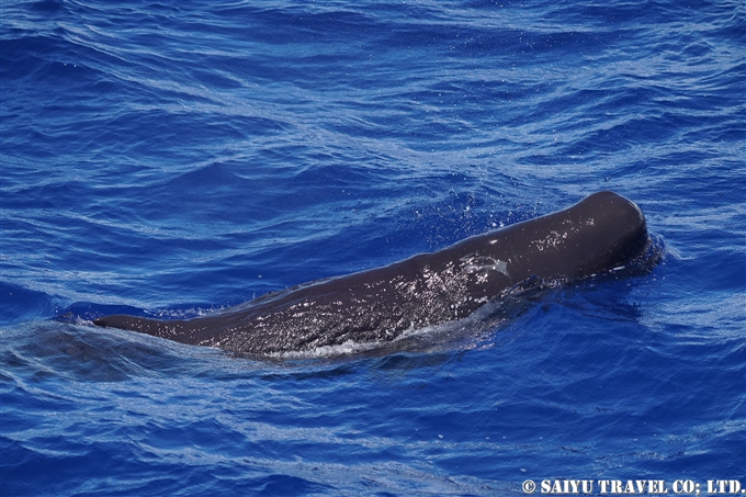 小笠原　マッコウクジラ　Ogasawara Bonin Island Sperm Whale mother and calf (4)