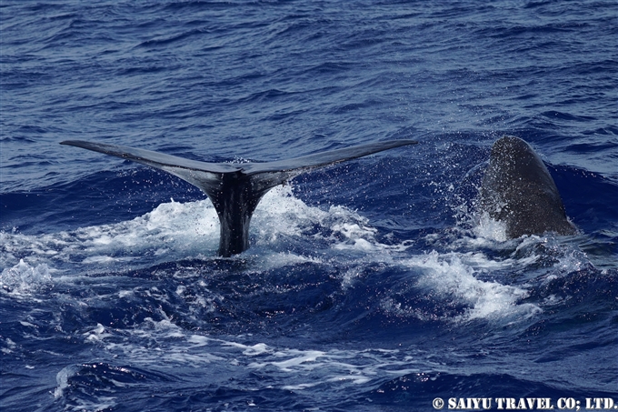 小笠原　マッコウクジラ　Ogasawara Bonin Island Sperm Whale mother and calf (8)