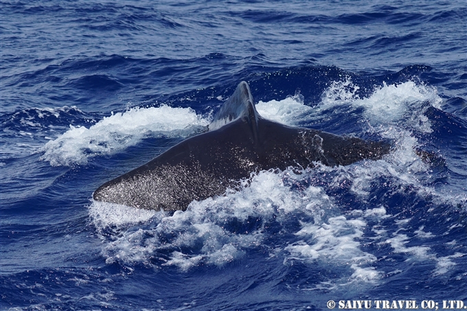 小笠原　マッコウクジラ　Ogasawara Bonin Island Sperm Whale mother and calf (7)