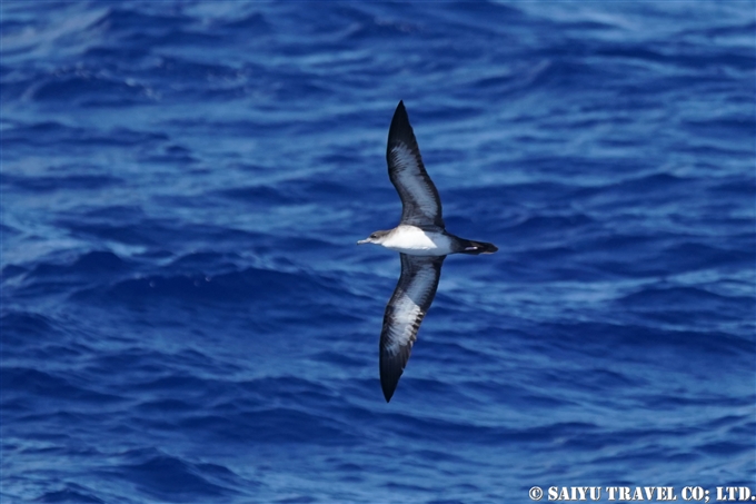 オナガミズナギドリ Wedge-tailed Shearwater 小笠原丸航路の海鳥　Sea birds from Ogasawaramaru (12)