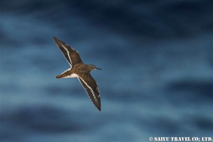 イソシギ　Common Sandpiper 小笠原丸航路の海鳥　Sea birds from Ogasawaramaru (6)