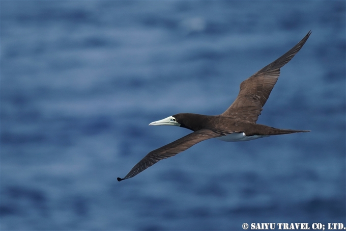 カツオドリ　Brown Booby 小笠原丸航路の海鳥　Sea birds from Ogasawaramaru (9)