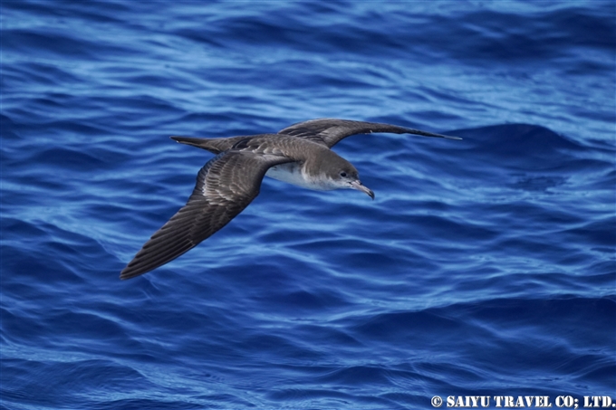 オナガミズナギドリ Wedge-tailed Shearwater 小笠原丸航路の海鳥　Sea birds from Ogasawaramaru (10)