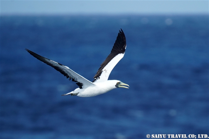 アオツラカツオドリ　Masked Booby 小笠原丸航路の海鳥　Sea birds from Ogasawaramaru (2)