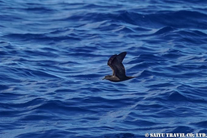 アナドリ Bulwer's Petrel 小笠原丸航路の海鳥　Sea birds from Ogasawaramaru (13)