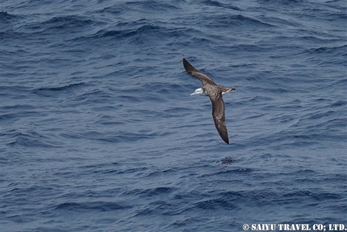 オオミズナギドリ Streaked Shearwater 小笠原丸航路の海鳥　Sea birds from Ogasawaramaru (1)