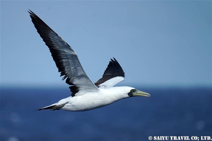 アオツラカツオドリ　Masked Booby 小笠原丸航路の海鳥　Sea birds from Ogasawaramaru (3)