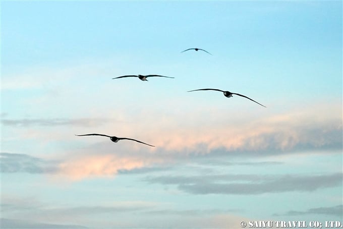 カツオドリ　小笠原航路の海鳥 (10)