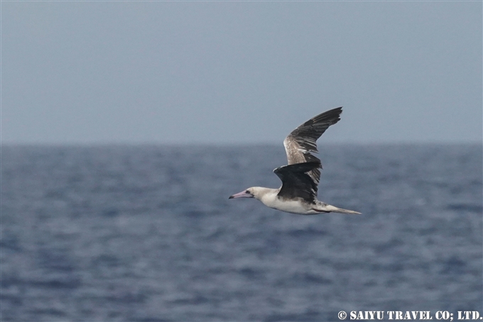 アカアシカツオドリ　小笠原航路の海鳥 (5)