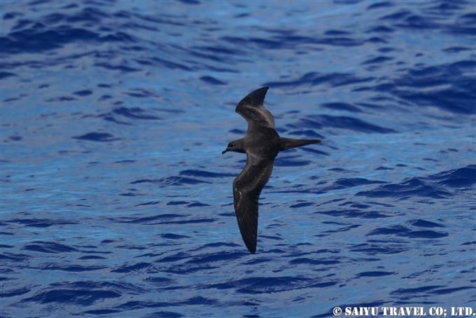 アナドリ Bulwer's Petrel 小笠原丸航路の海鳥　Sea birds from Ogasawaramaru (14)