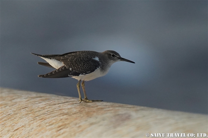 イソシギ　Common Sandpiper 小笠原丸航路の海鳥　Sea birds from Ogasawaramaru (5)