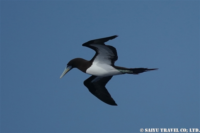 カツオドリ　Brown Booby 小笠原丸航路の海鳥　Sea birds from Ogasawaramaru (8)