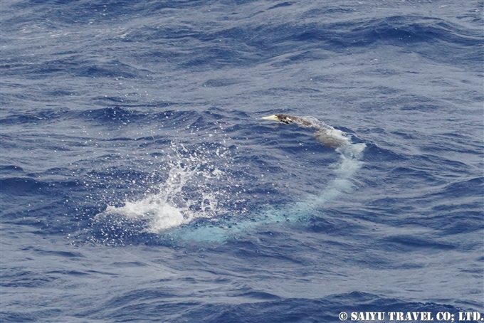 カツオドリ　Brown Booby 小笠原丸航路の海鳥　Sea birds from Ogasawaramaru (7)