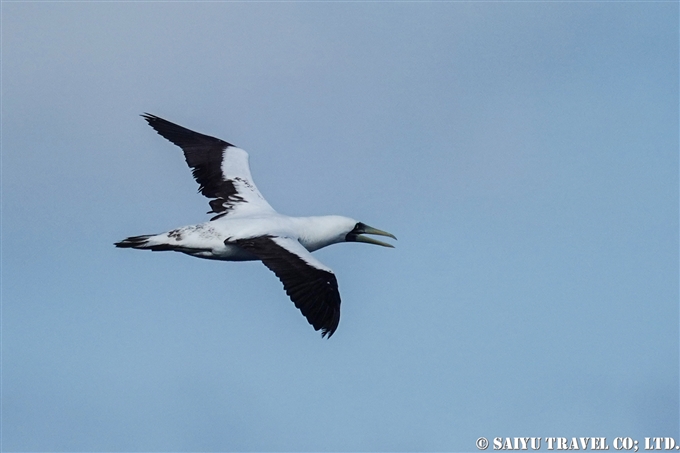 アオツラカツオドリ　Masked Booby 小笠原丸航路の海鳥　Sea birds from Ogasawaramaru (4)