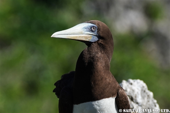 南島　小笠原　カツオドリ　Bonin Island Brown Booby (9)