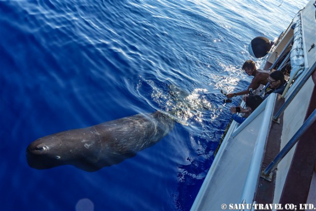 小笠原　父島　マッコウクジラ　マッコウクジラの子供 Bonin Island Sperm Whale (2)