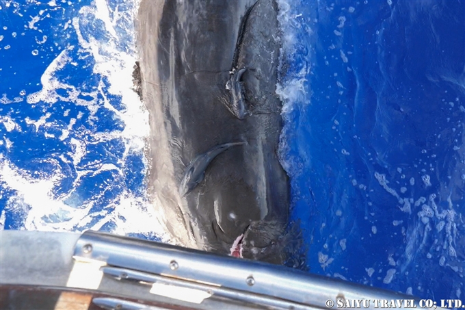 小笠原　父島　マッコウクジラ　マッコウクジラの子供 Bonin Island Sperm Whale (12)