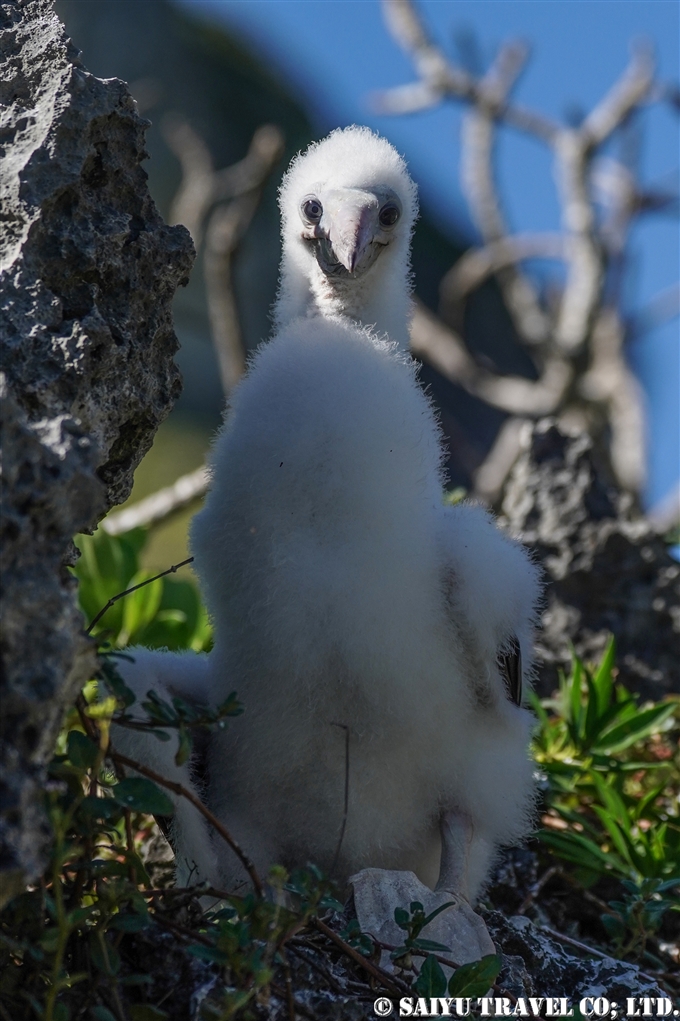 南島　小笠原　カツオドリ　Bonin Island Brown Booby (7)