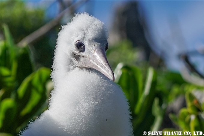 南島　小笠原　カツオドリ　Bonin Island Brown Booby (11)