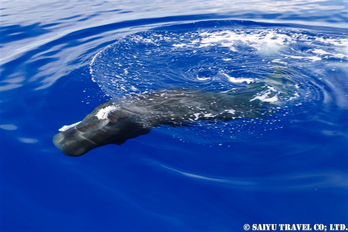 小笠原　父島　マッコウクジラ　マッコウクジラの子供 Bonin Island Sperm Whale (8)