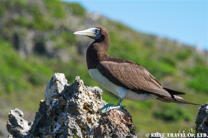 南島　小笠原　カツオドリ　Bonin Island Brown Booby (12)