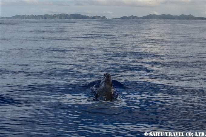 小笠原　父島　マッコウクジラ　マッコウクジラの子供 Bonin Island Sperm Whale (6)