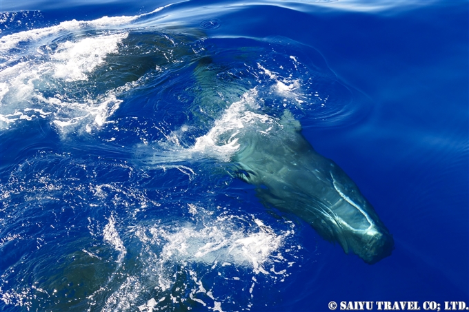 小笠原　父島　マッコウクジラ　マッコウクジラの子供 Bonin Island Sperm Whale (4)