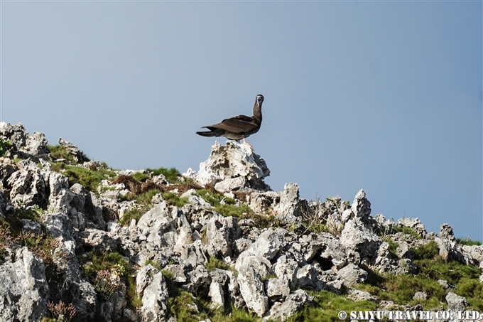 南島　小笠原　カツオドリ　Bonin Island Brown Booby (17)