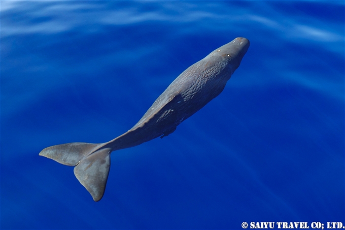 マッコウクジラ Sperm Whale ワイルドライフ Wildlife 世界の野生動物観察日記