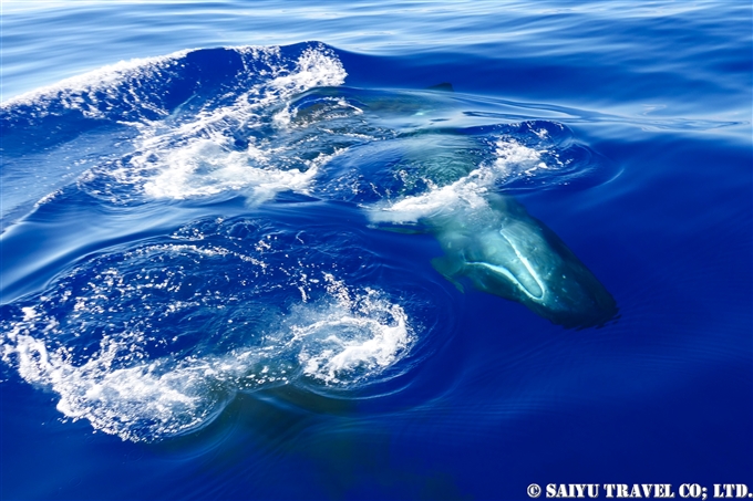 小笠原　父島　マッコウクジラ　マッコウクジラの子供 Bonin Island Sperm Whale (3)