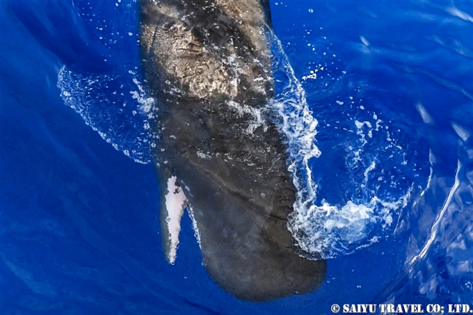 小笠原　父島　マッコウクジラ　マッコウクジラの子供 Bonin Island Sperm Whale (13)