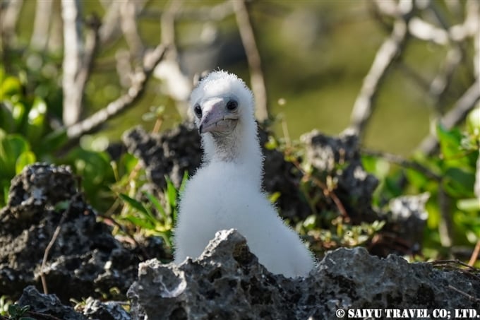 南島　小笠原　カツオドリ　Bonin Island Brown Booby (16)