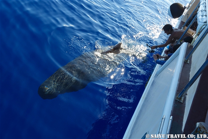 小笠原　父島　マッコウクジラ　マッコウクジラの子供 Bonin Island Sperm Whale (1)