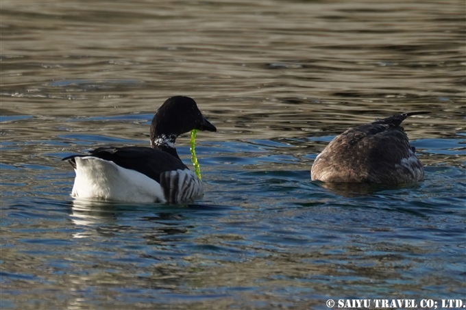 コクガン　Brent goose　南三陸町 (6)