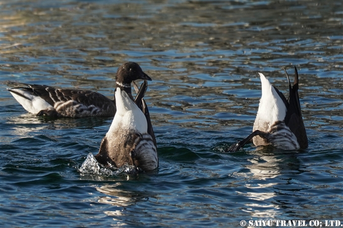 コクガン　Brent goose　南三陸町 (4)