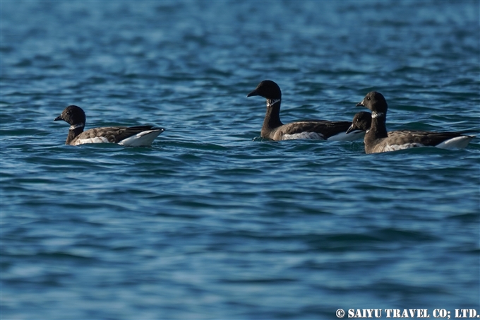 コクガン　Brent goose　南三陸町 (7)