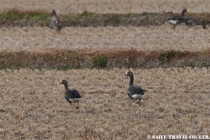 カリガネ Lesser White-fronted Goose （蕪栗沼） (2)