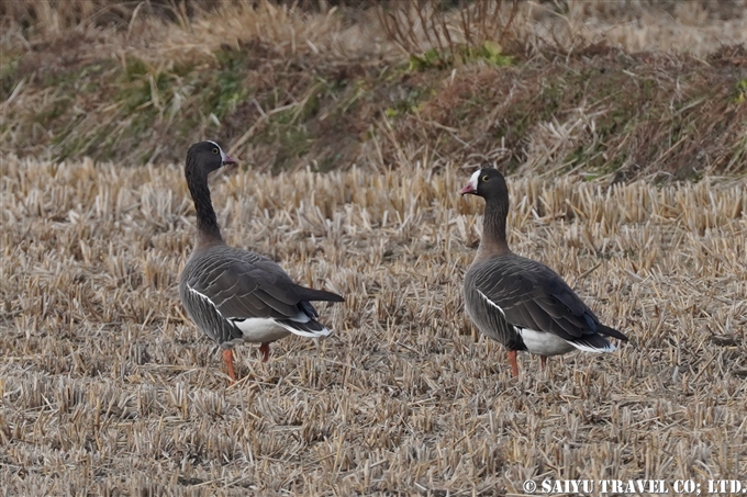 カリガネ Lesser White-fronted Goose （蕪栗沼） (3)