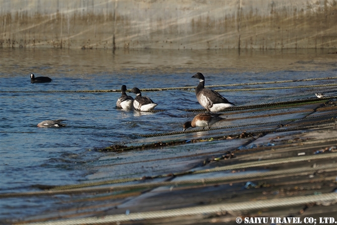 コクガン　Brent goose　南三陸町 (1)