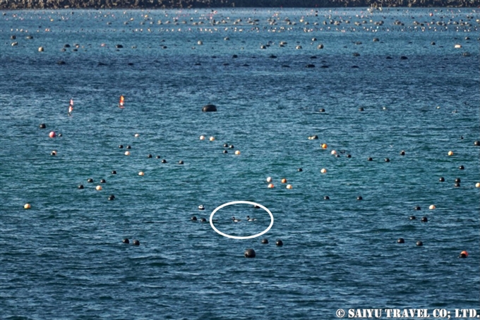 コクガン　Brent goose　南三陸町 (8)