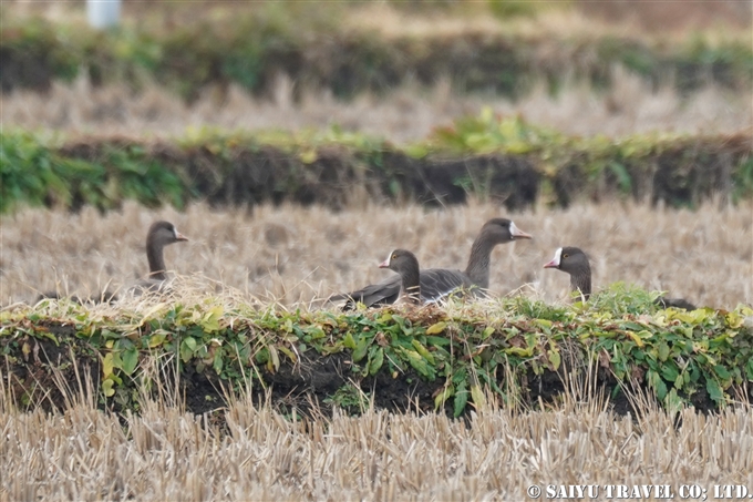 カリガネ Lesser White-fronted Goose （蕪栗沼） (1)