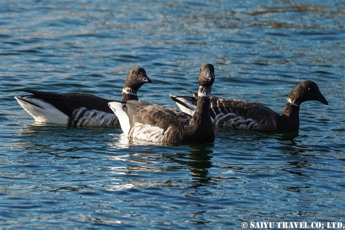 コクガン　Brent goose　南三陸町 (3)