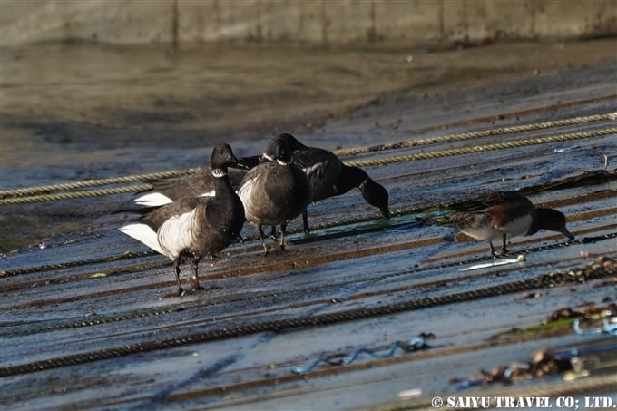 コクガン　Brent goose　南三陸町 (2)