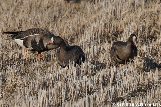 マガン Greater White-fronted Goose 伊豆沼　蕪栗沼　塒入り　Izunuma Kabukurinuma (1)